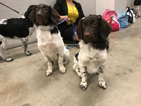 Hippu and Zoco